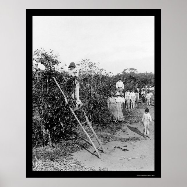 Poster Pickers à café au Brésil 1911 (Devant)