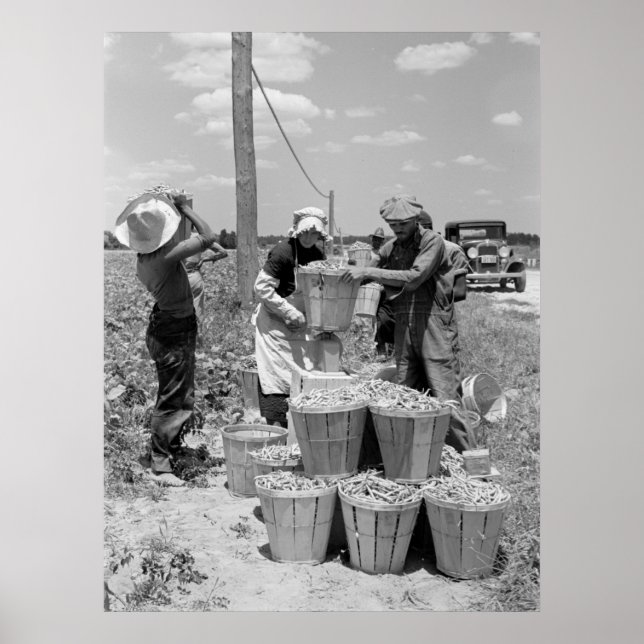 Poster Pickers à cordes dans le Maryland : 1937 (Devant)
