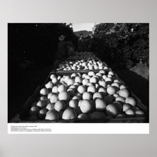 Poster Picking Citrus, janvier 1956 par Ansel Adams