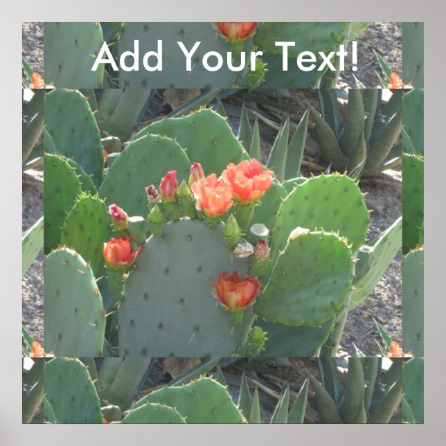 Poster Pickly Pear Cactus (Devant)