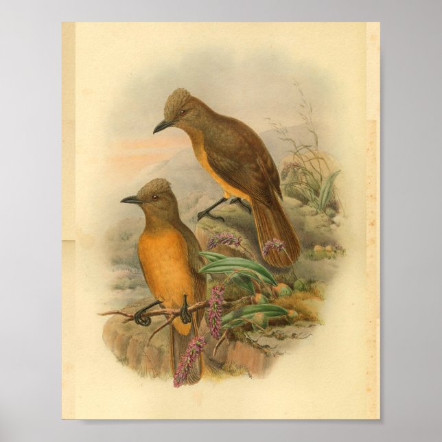 Poster Pie-grièche au chêne jaune Imprimer (Devant)