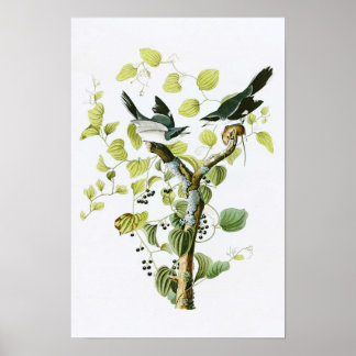 Poster Pie-grièche migratrice John Audubon Oiseaux d'Amér