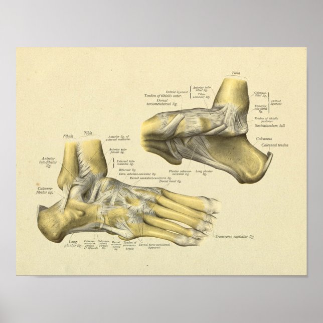 Poster Pied Anatomie Bones Joints Imprimer (Devant)