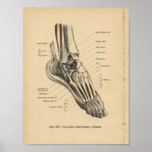 Poster Pied de cheville d'impression d'anatomie