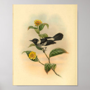 Poster Pied Flycatcher Black Bird Vintage Imprimer