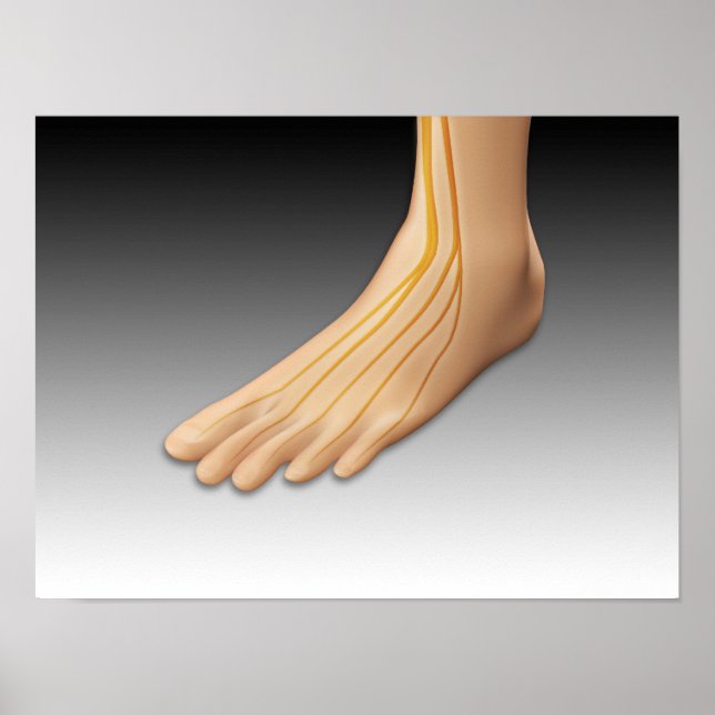 Poster Pied humain avec système nerveux 2 (Devant)