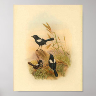 Poster Pied Malurus Black Fairywren Bird Imprimer Vintage