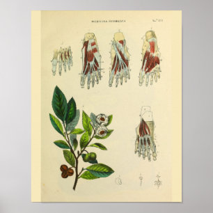 Poster Pied Muscles Os Anatomie Art Vintage Imprimer