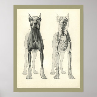 Poster Pieds de crâne de chien Squelette Muscle Anatomie 