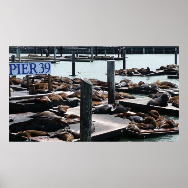 Poster Pier 39 Sea Lions (Devant)