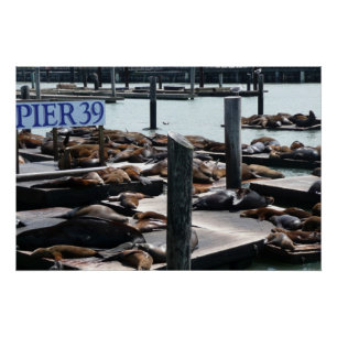 Poster Pier 39 Sea Lions