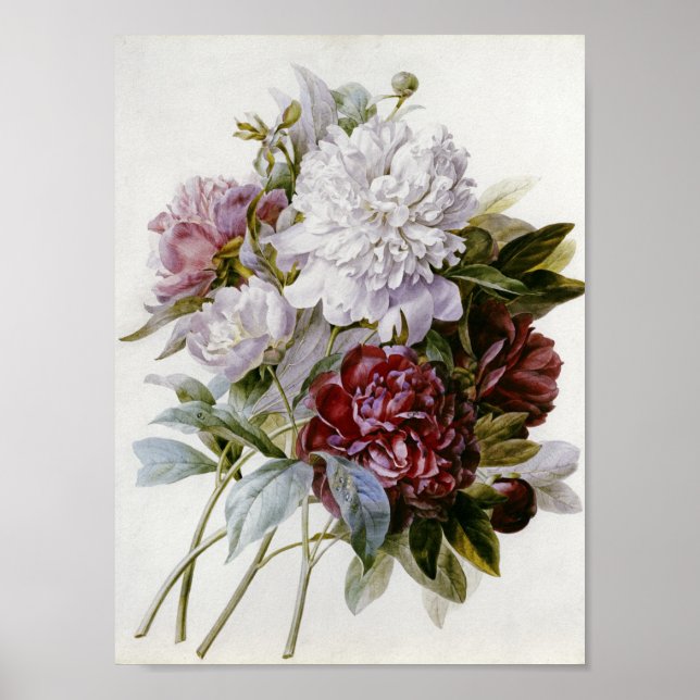 Poster Pierre Joseph Redoute - Un Bouquet De Pies Rouges (Devant)