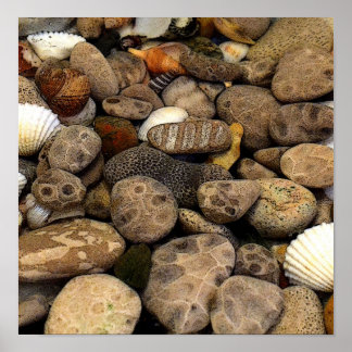 Poster Pierres Petoskey avec coquilles l