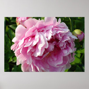 Poster Pies roses
