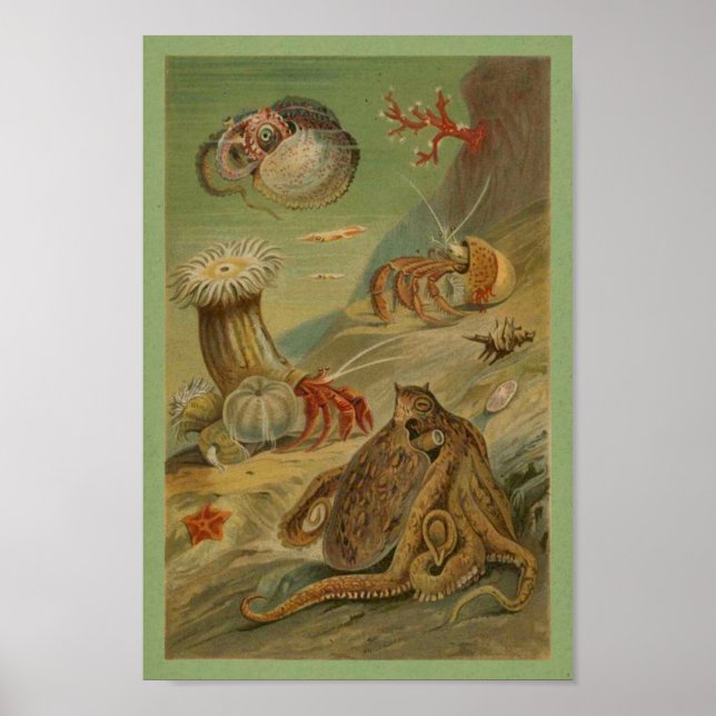 Poster Pieuvre, Anémone de mer Illustration Vie marine (Devant)