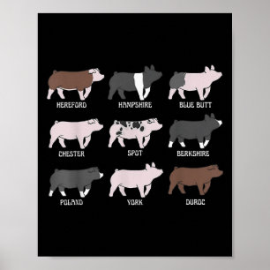 Poster Pig Breed Show Pig Swine Show Stock Show Girl Pig