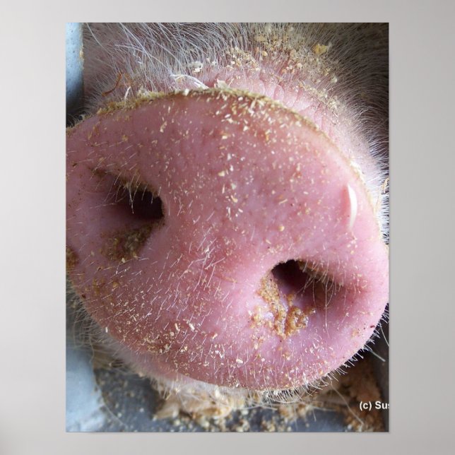 Poster Pig rose gros plan photo (Devant)