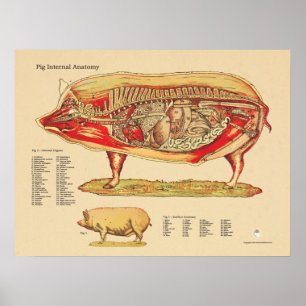 Poster Pig Veterinary Internal Anatomy Chart