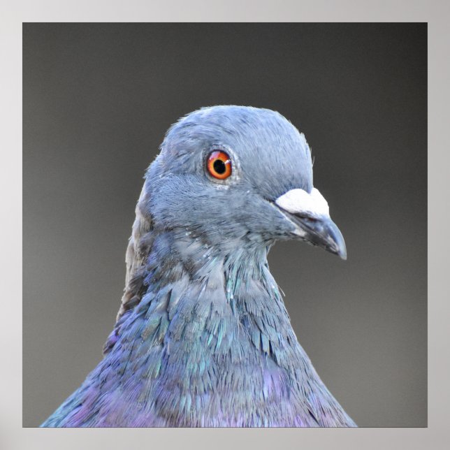 Poster Pigeon (Devant)