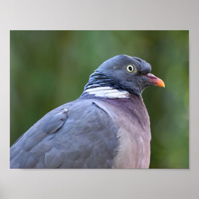 Poster Pigeon (Devant)