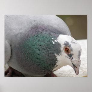 Poster Pigeon