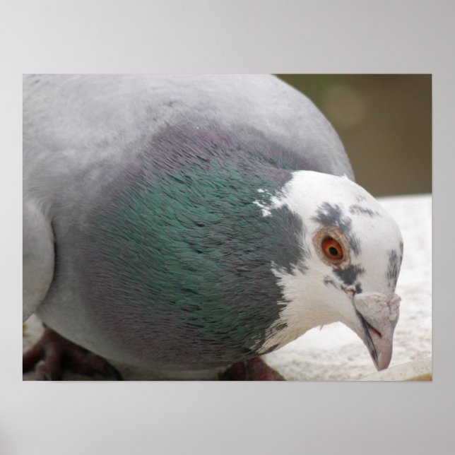 Poster Pigeon (Devant)