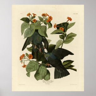 Poster Pigeon à couronne blanche - Audubon's Birds of Ame