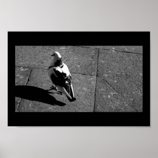 Poster Pigeon à Venise