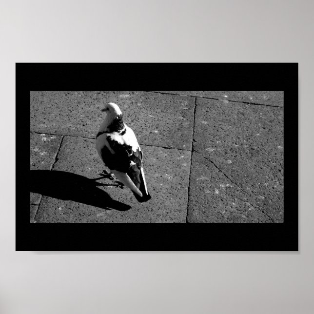 Poster Pigeon à Venise (Devant)