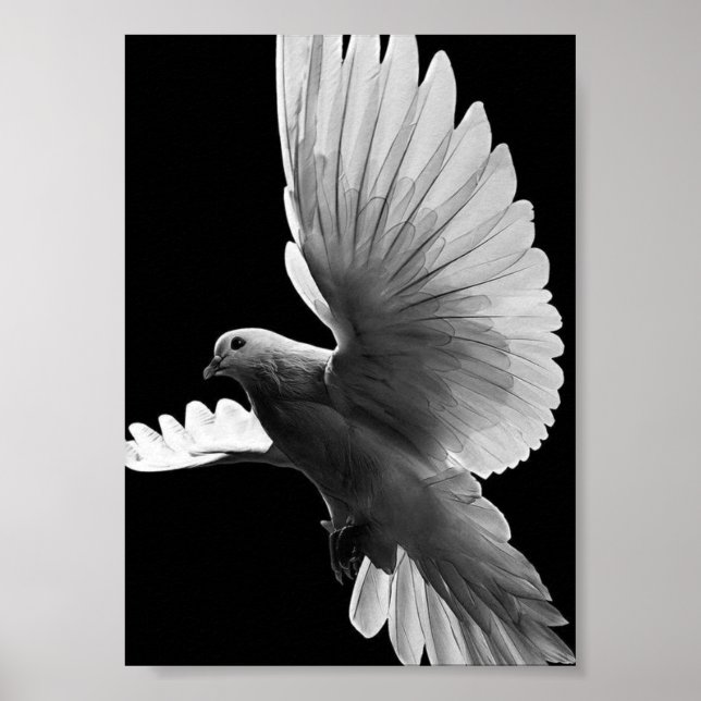 Poster Pigeon blanc (Devant)