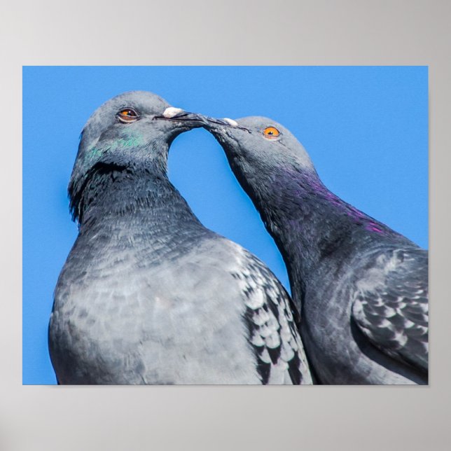 Poster Pigeon Couple Kissing (Devant)