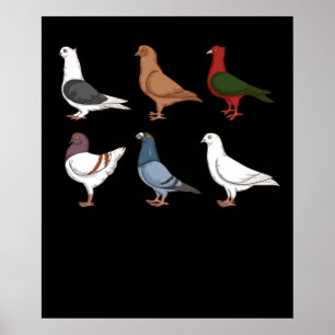 Poster Pigeon Élevage Cadeau Hommes Pigeon Racing Pigeon