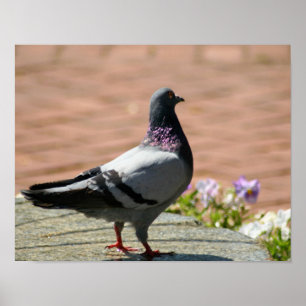Poster Pigeon Full Color