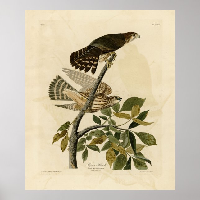 Poster Pigeon Hawk (Merlin) - Audubon's Birds of America (Devant)