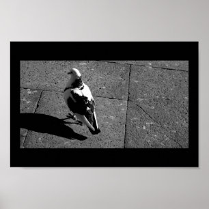 Poster Pigeon in Venice