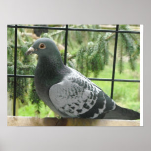 Poster Pigeon parfait