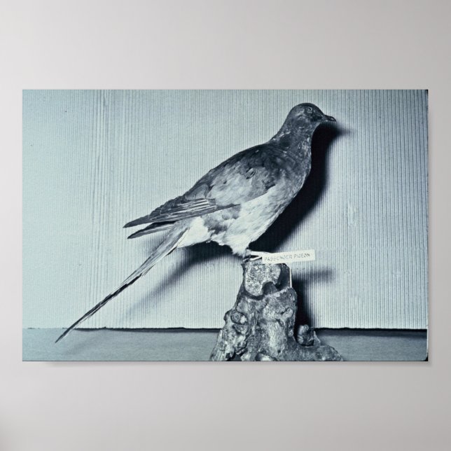 Poster Pigeon passager (Devant)
