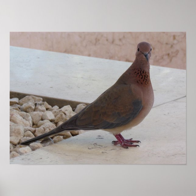Poster Pigeon, personnalisable (Devant)