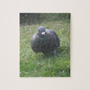 Poster Pigeon Puzzle