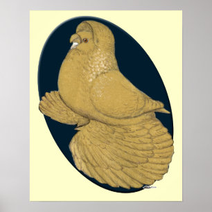 Poster Pigeon trompette anglais : Yellow Oval