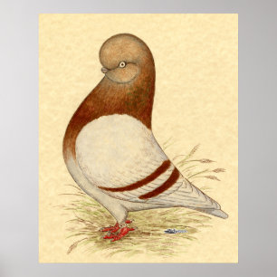Poster Pigeon Tumbler : LFCL Mealy