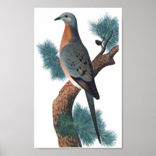 Poster Pigeon voyageur - Ectopistes migratorius P/folio