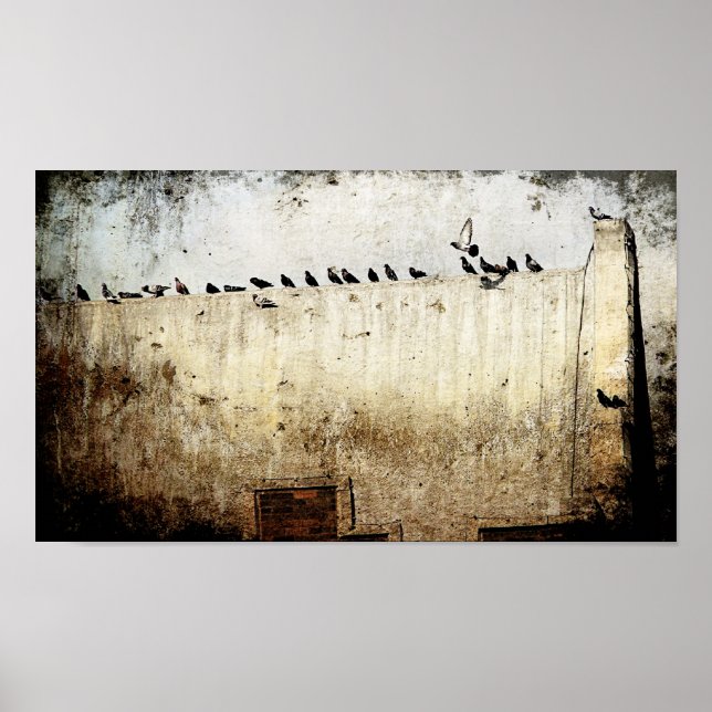 Poster Pigeons (Devant)