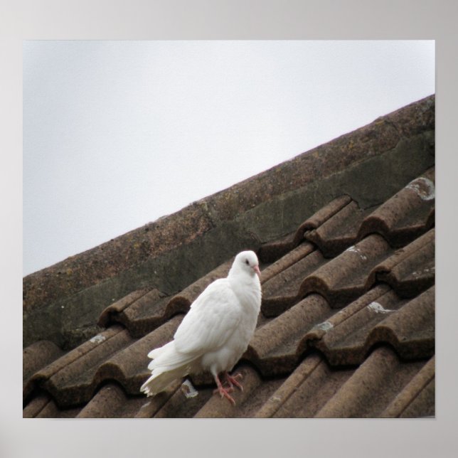 Poster Pigeons 36 (Devant)
