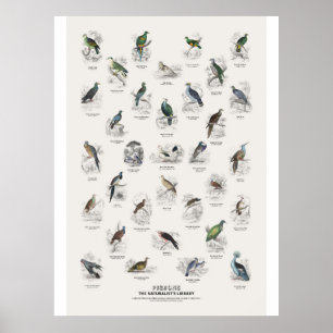 Poster Pigeons - Bibliothèque du naturaliste