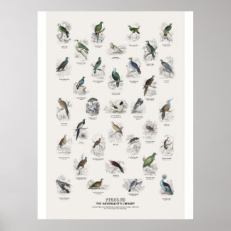 Poster Pigeons - Bibliothèque du naturaliste