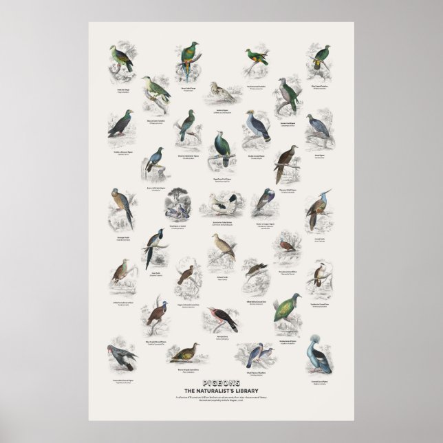 Poster Pigeons - Bibliothèque du naturaliste (Devant)