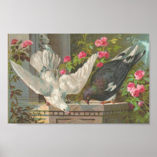 Poster Pigeons vintages