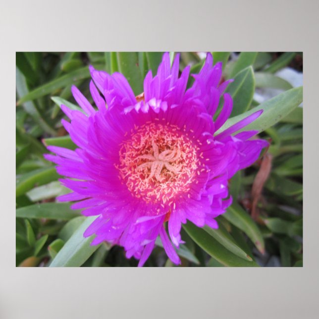 Poster Pigface (Devant)