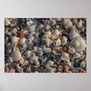 Poster Pile De Coquillages